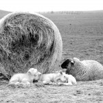 Schafskälte